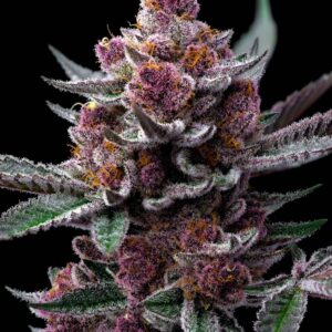 Buy CHERRY POPPERS STRAIN online