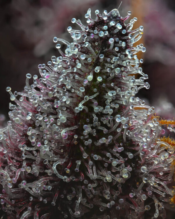 Buy CHERRY POPPERS STRAIN online - Image 3