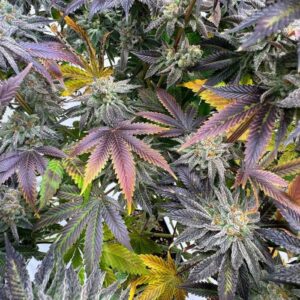 zapplez-2-0-strain-conscious-genetics